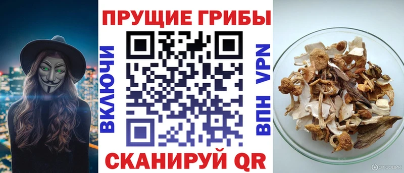 Галлюциногенные грибы Psilocybine cubensis  Никольск 